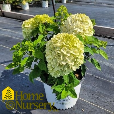 Hydrangea paniculata Powerball™