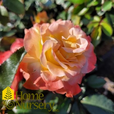 Rosa x Oso Easy En Fuego®