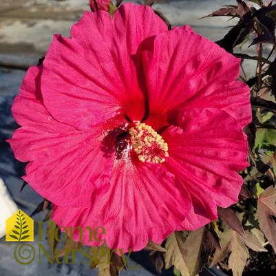 Hibiscus x Hibiscus x 'Watermelon Ruffles'
