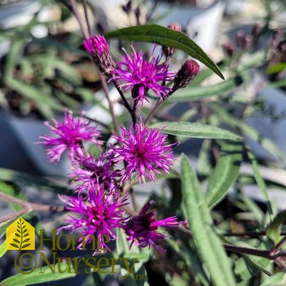 Vernonia x 'Prairie Princess'