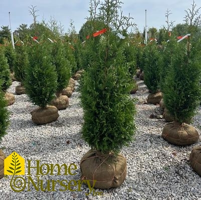 Thuja plicata 'Junior Giant'