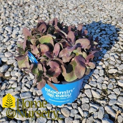 Sedum x Puff Pastry™ 'White Chocolate'