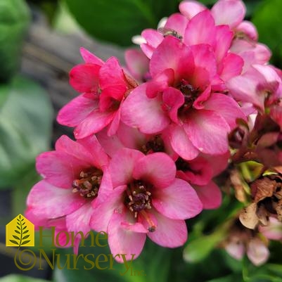 Bergenia cordifolia 'Miss Piggy'