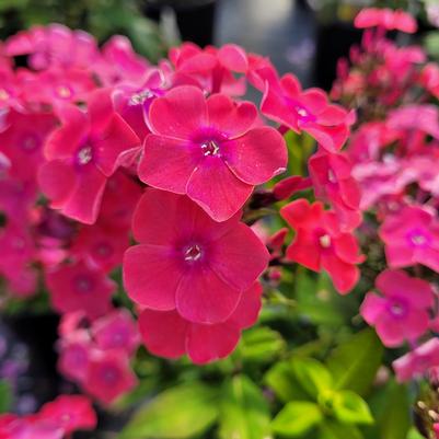 Phlox paniculata Garden Girls® Glamour Girl