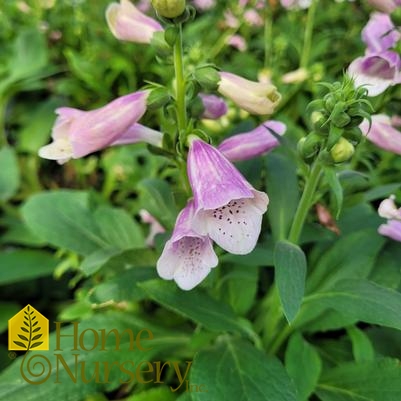Digitalis purpurea 'Dalmatian Rose'