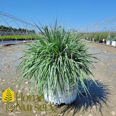 Andropogon x Prairie Winds® 'Blue Steel'
