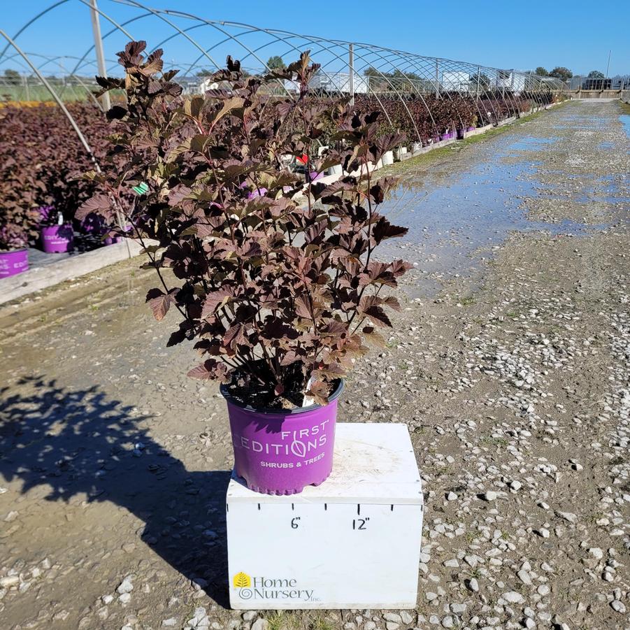 Physocarpus opulifolius Amber Jubilee™