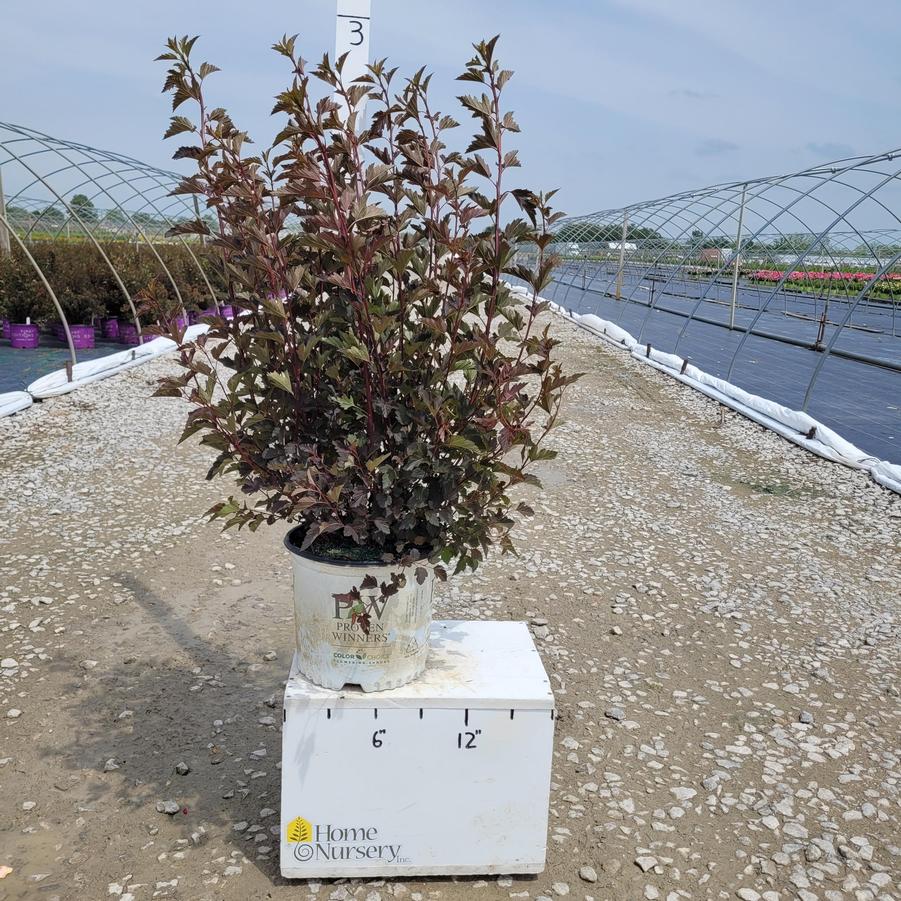 Physocarpus opulifolius Summer Wine®