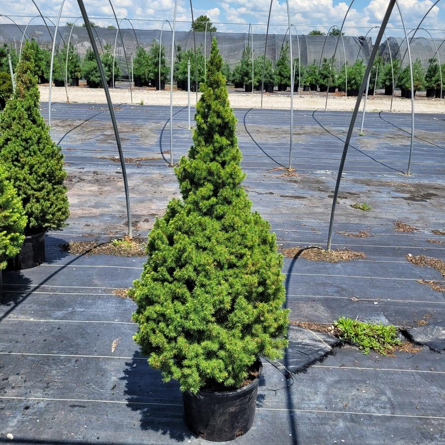 Picea glauca 'Conica'