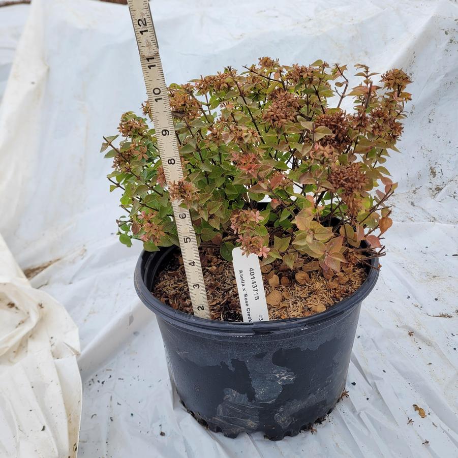 Abelia x chinensis 'Rose Creek'