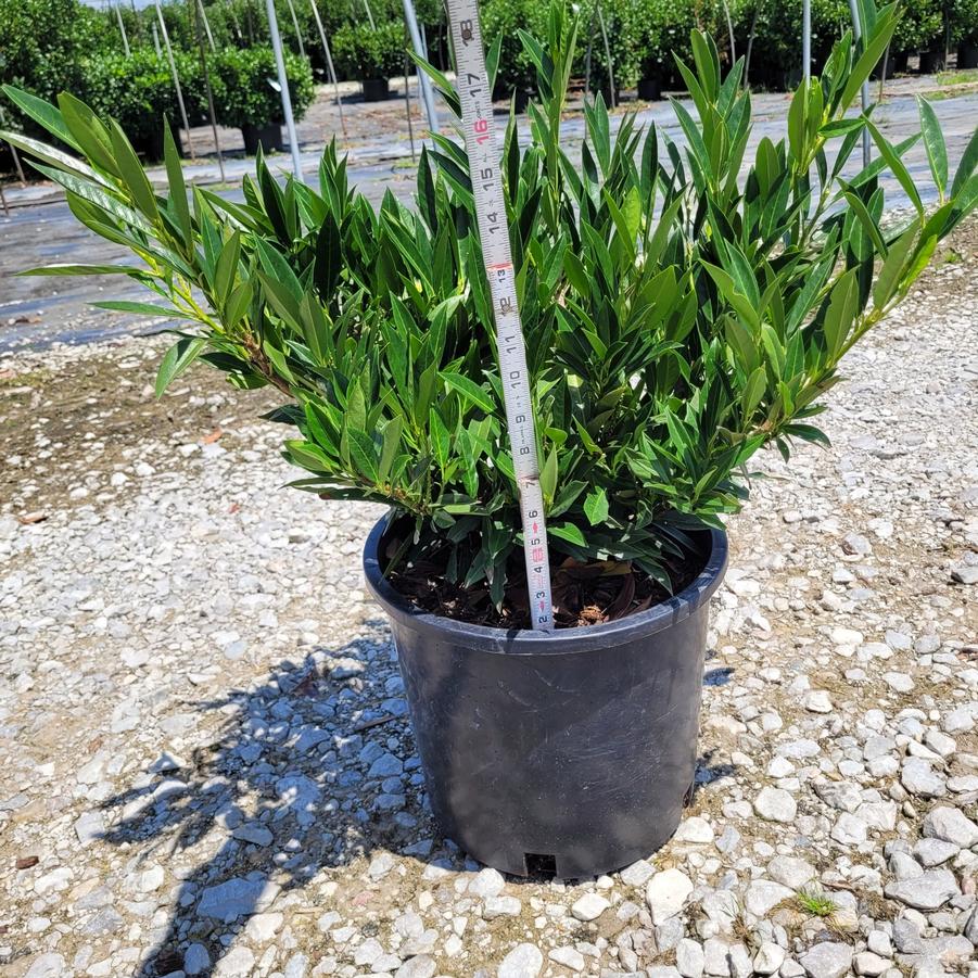 Prunus laurocerasus 'Otto Luyken'