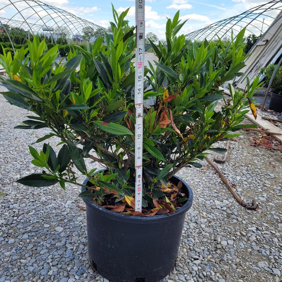 Prunus laurocerasus 'Otto Luyken'
