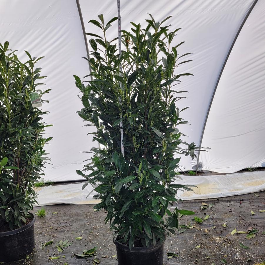 Prunus laurocerasus 'Schipkaensis'