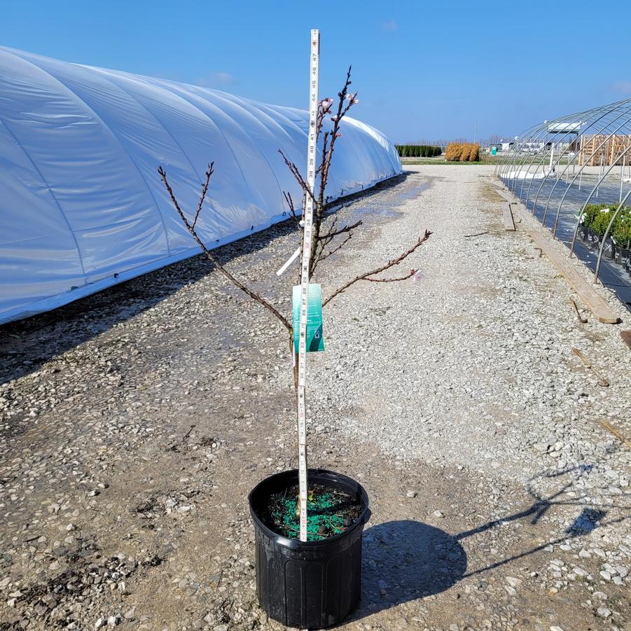 Prunus persica 'Bonfire'