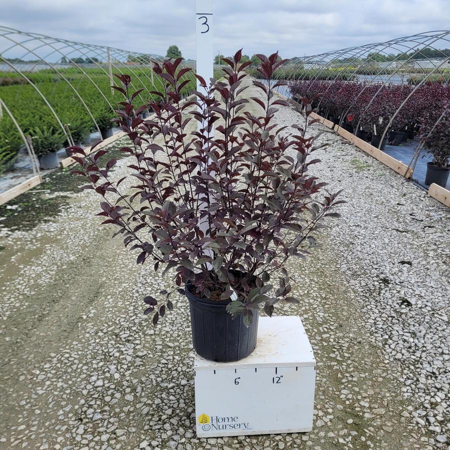 Prunus x cistena 