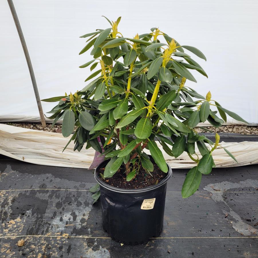 Rhododendron x 'Catawbiense Album'