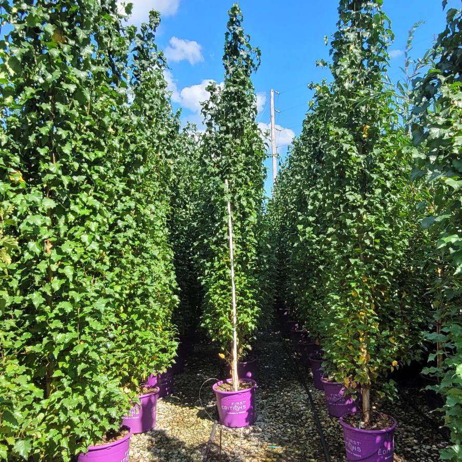 Betula platyphylla Parkland Pillar&reg;