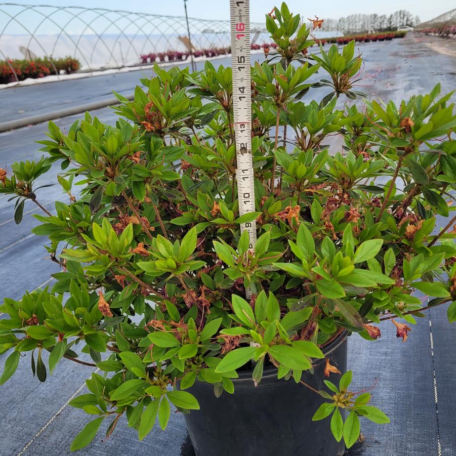 Rhododendron x 'Karen'