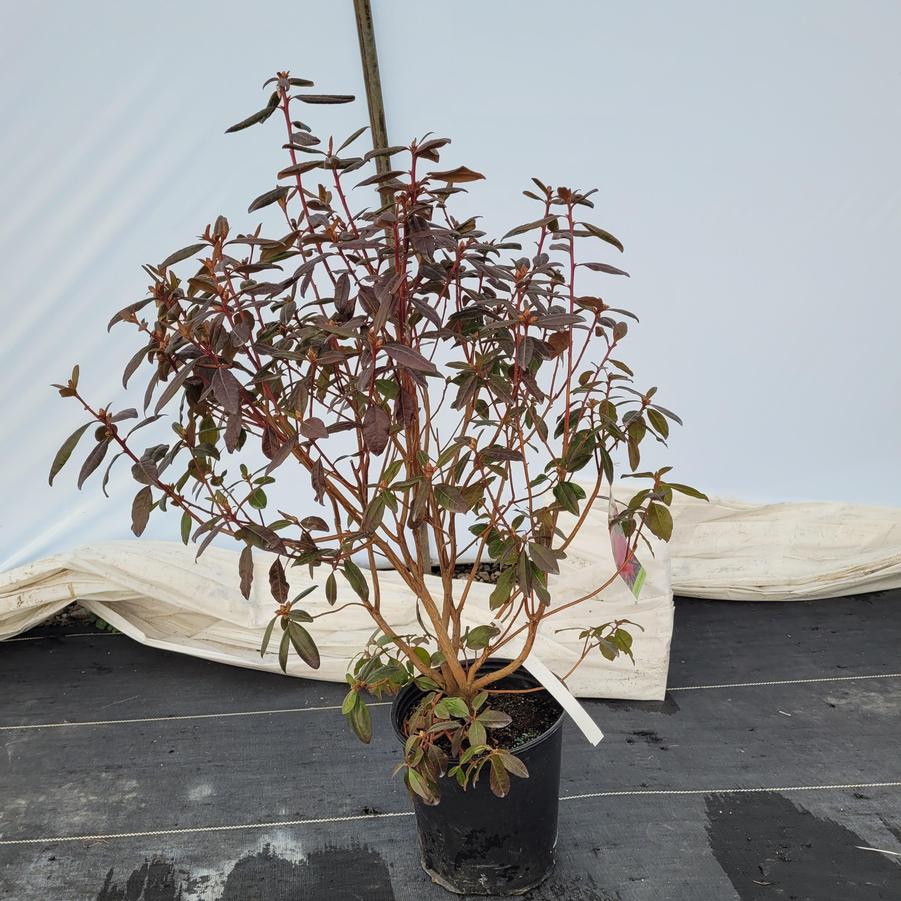 Rhododendron x 'Landmark'