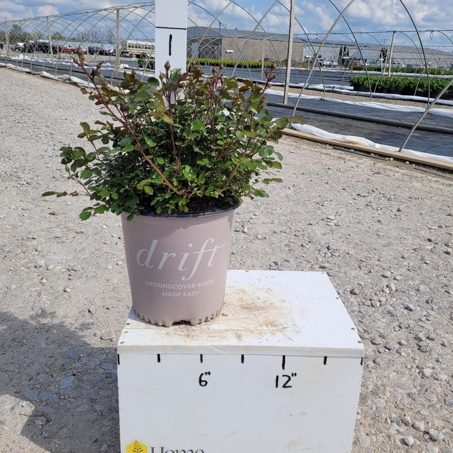 Rosa x Apricot Drift®