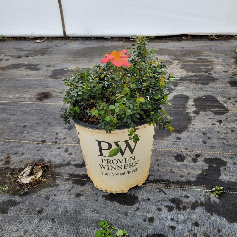 Rosa x Oso Easy Hot Paprika®