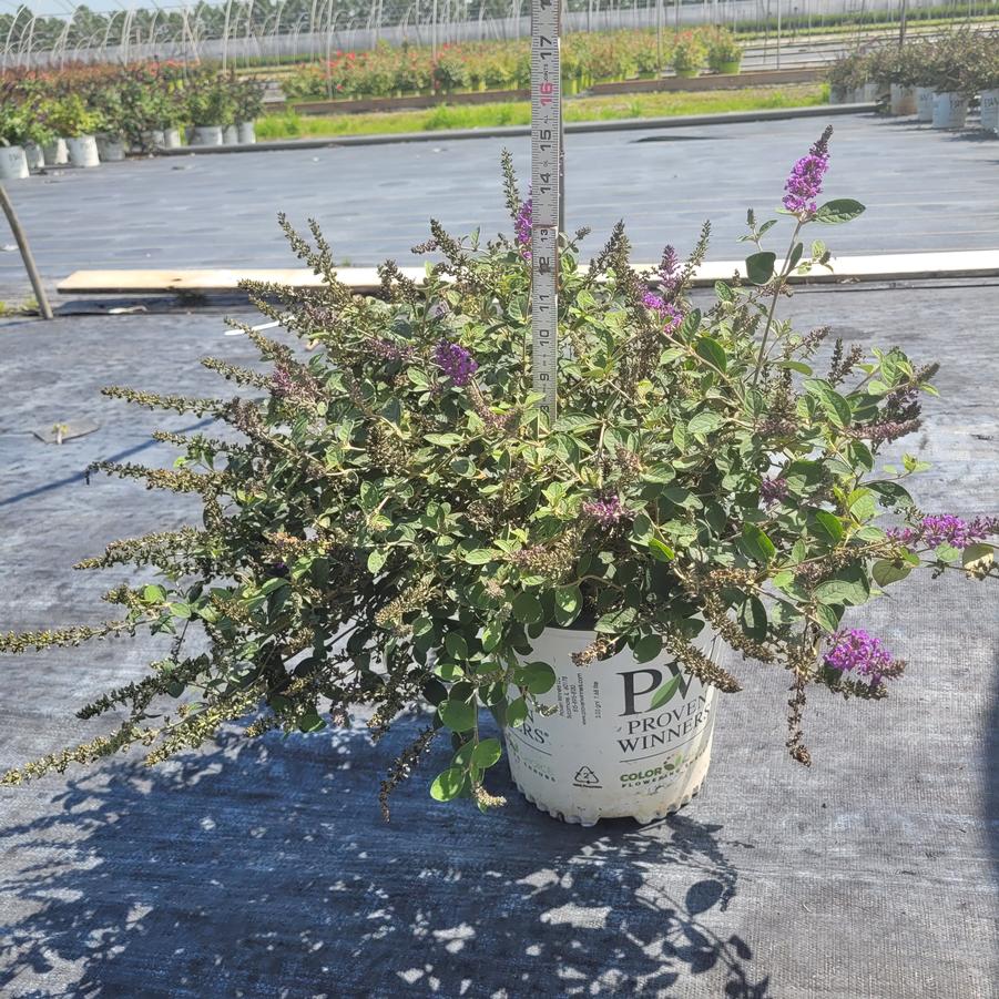 Buddleia x Lo & Behold® 'Blue Chip Jr'