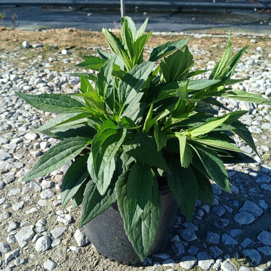 Rudbeckia fulgida var. sullivantii 'Little Goldstar'