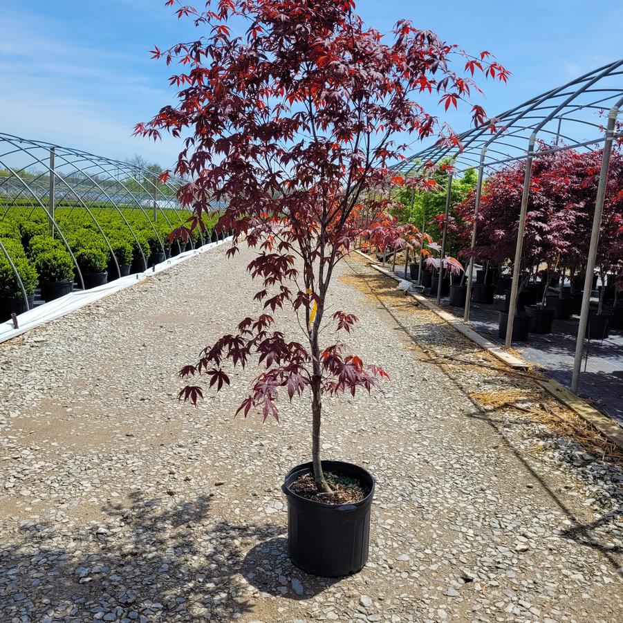Acer palmatum 'Bloodgood'