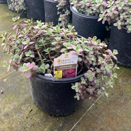 Sedum x SunSparkler&reg; 'Firecracker'