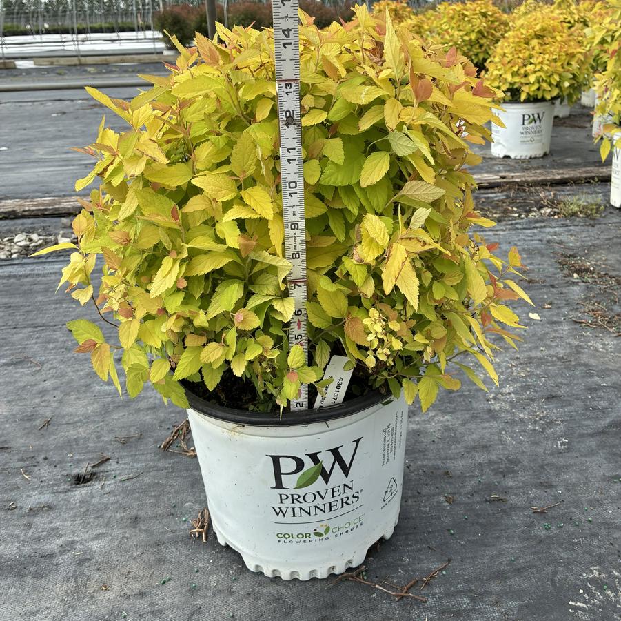 Spiraea japonica Double Play® Candy Corn®