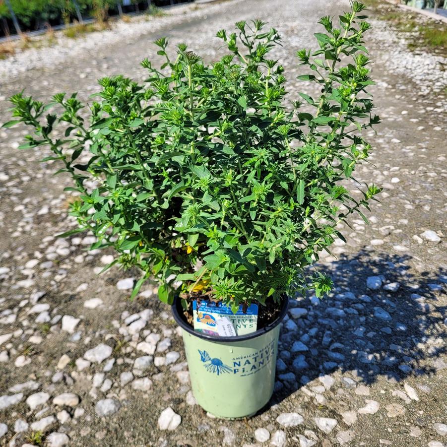 Symphyotrichum novae-angliae 'Purple Dome'