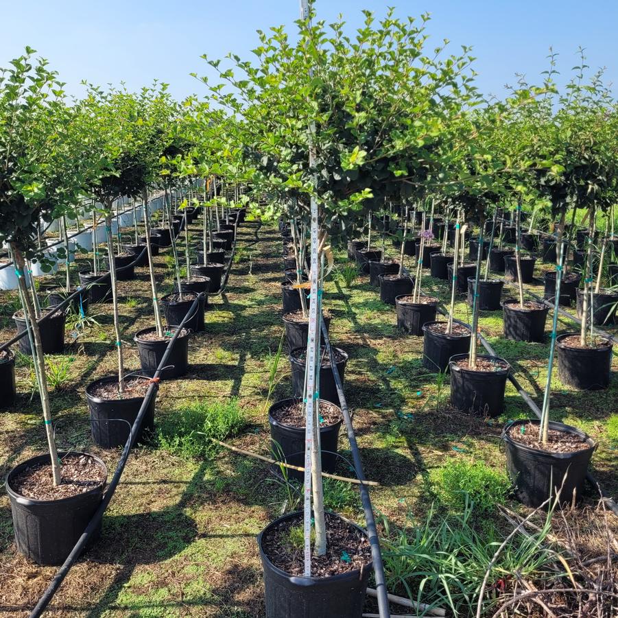 Syringa meyeri Palibin' tree