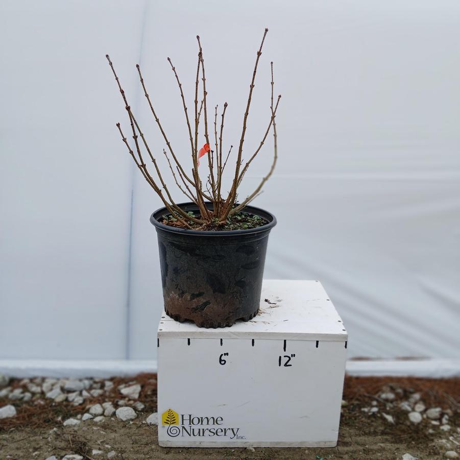 Syringa pubescens subsp. patula 'Miss Kim'