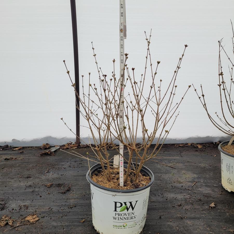Syringa x Bloomerang&reg; Dark Purple