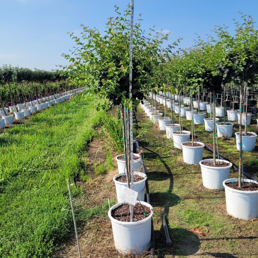 Syringa x Bloomerang&reg; Dark Purple tree