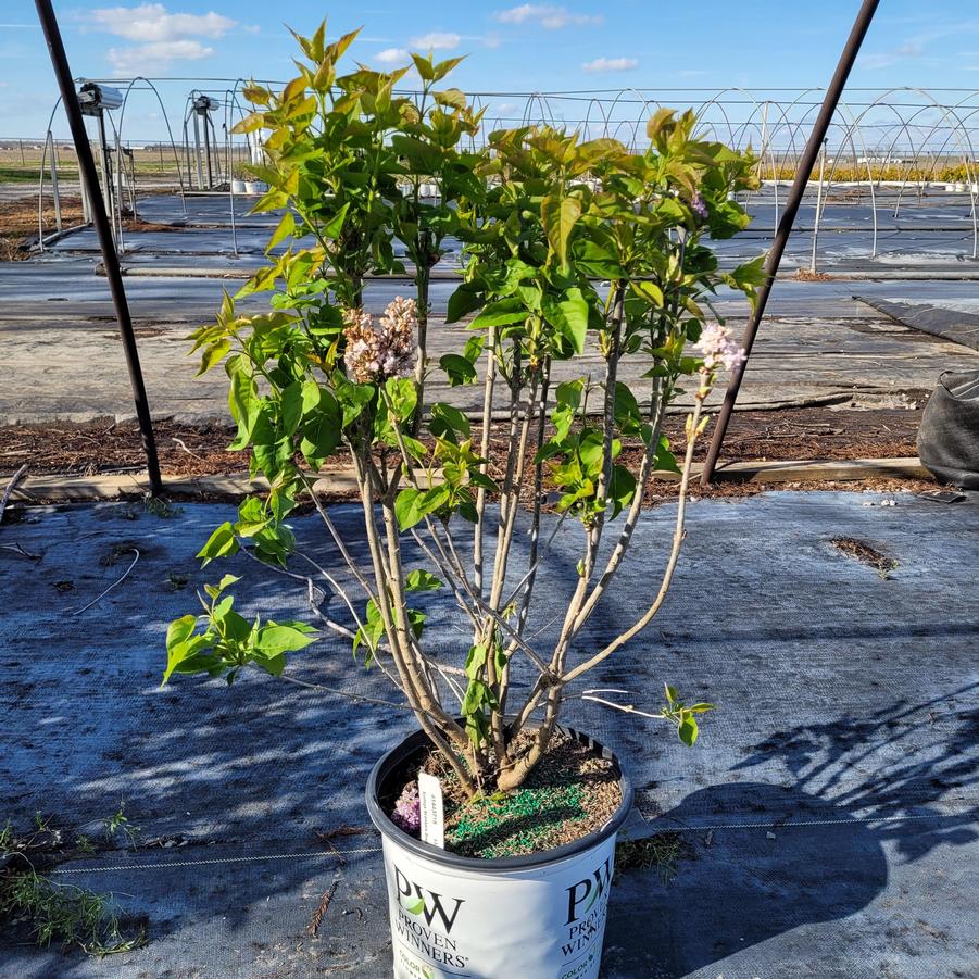 Syringa x hyacinthiflora Scentara® Double Blue