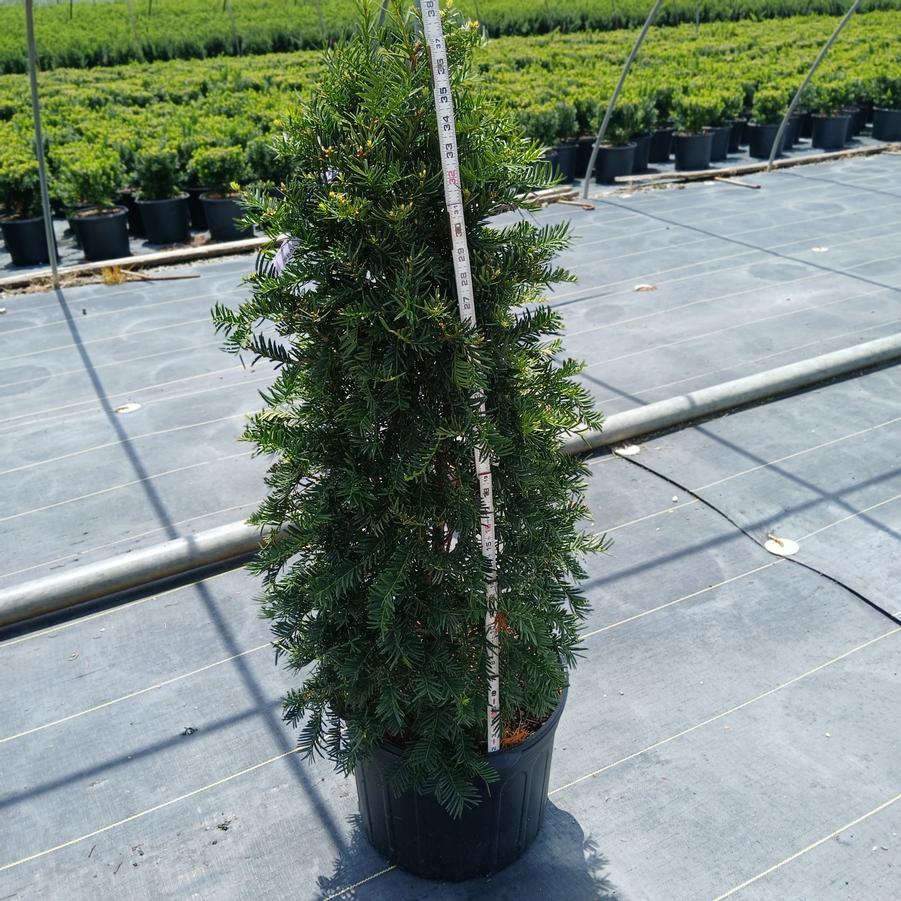 Taxus cuspidata 'Fastigiata'