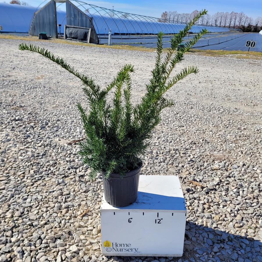 Taxus x media 'Densiformis'