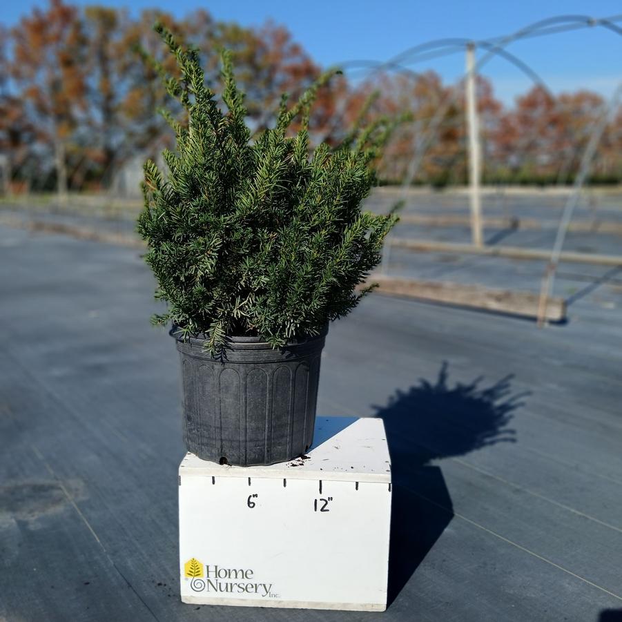 Taxus x media 'Densiformis'