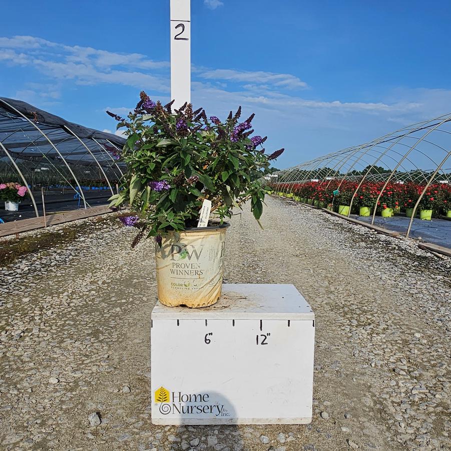 Buddleia x Pugster Blue®