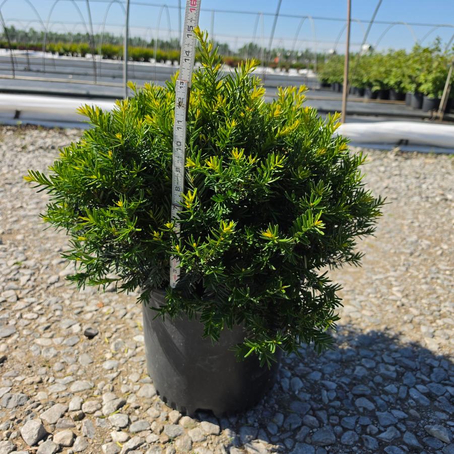 Taxus x media 'Everlow'