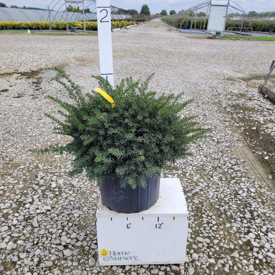 Taxus x media 'Everlow'