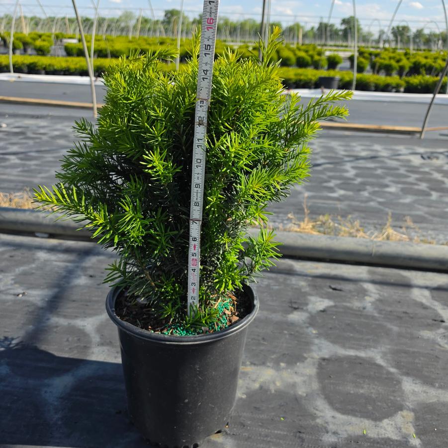 Taxus x media 'Hicksii'
