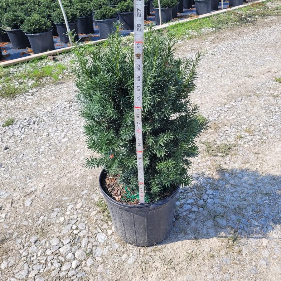 Taxus x media 'Hicksii'