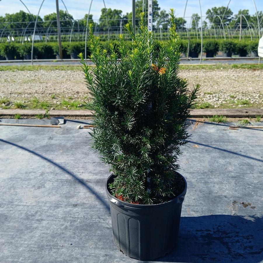 Taxus x media 'Hicksii'
