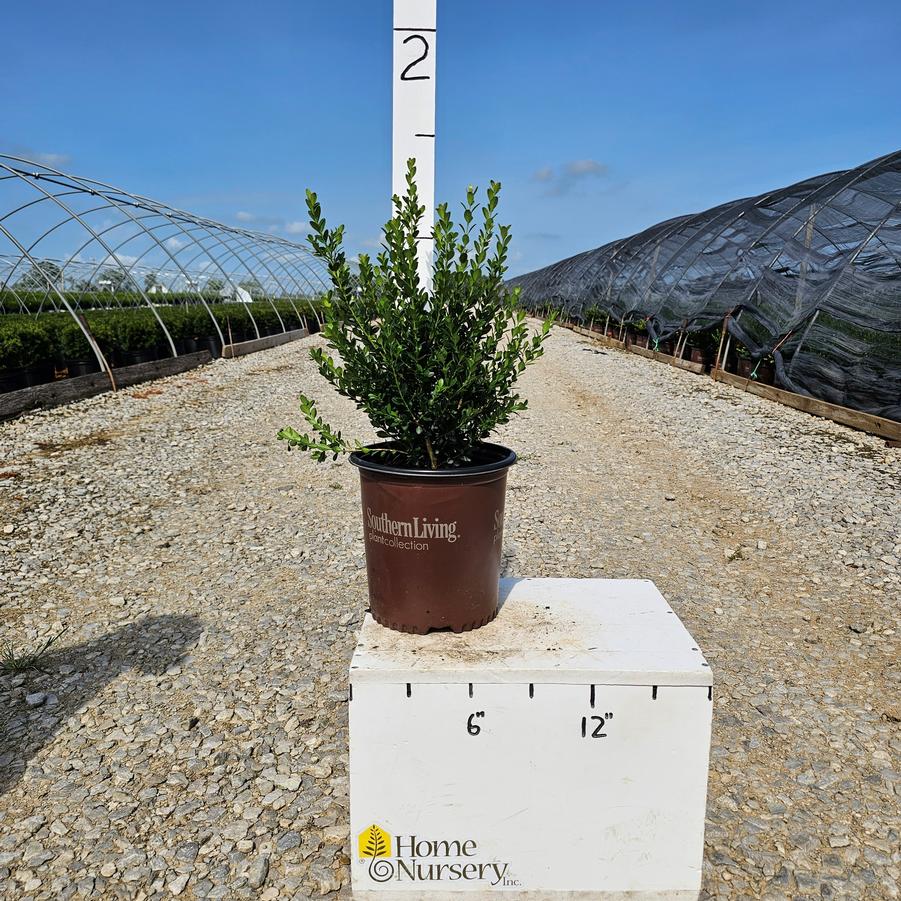 Buxus microphylla japonica Baby Gem™