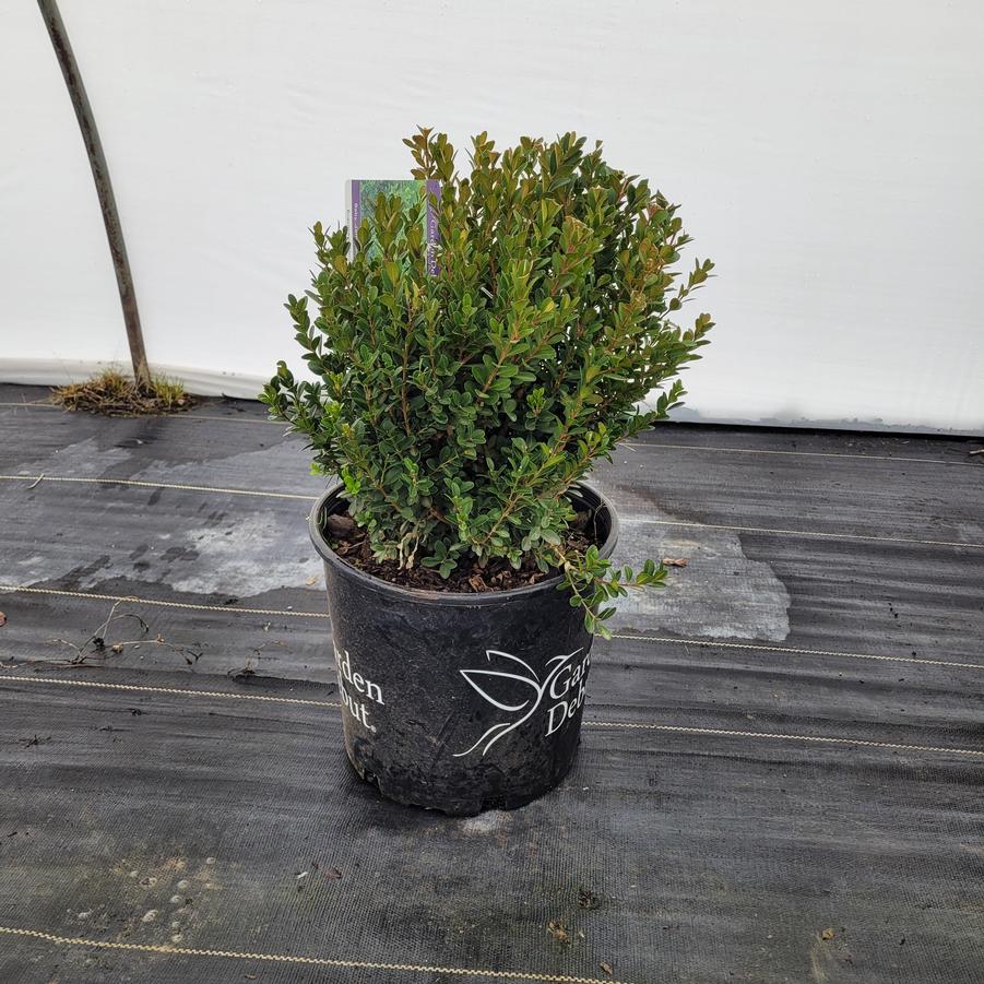 Buxus microphylla japonica Baby Gem™