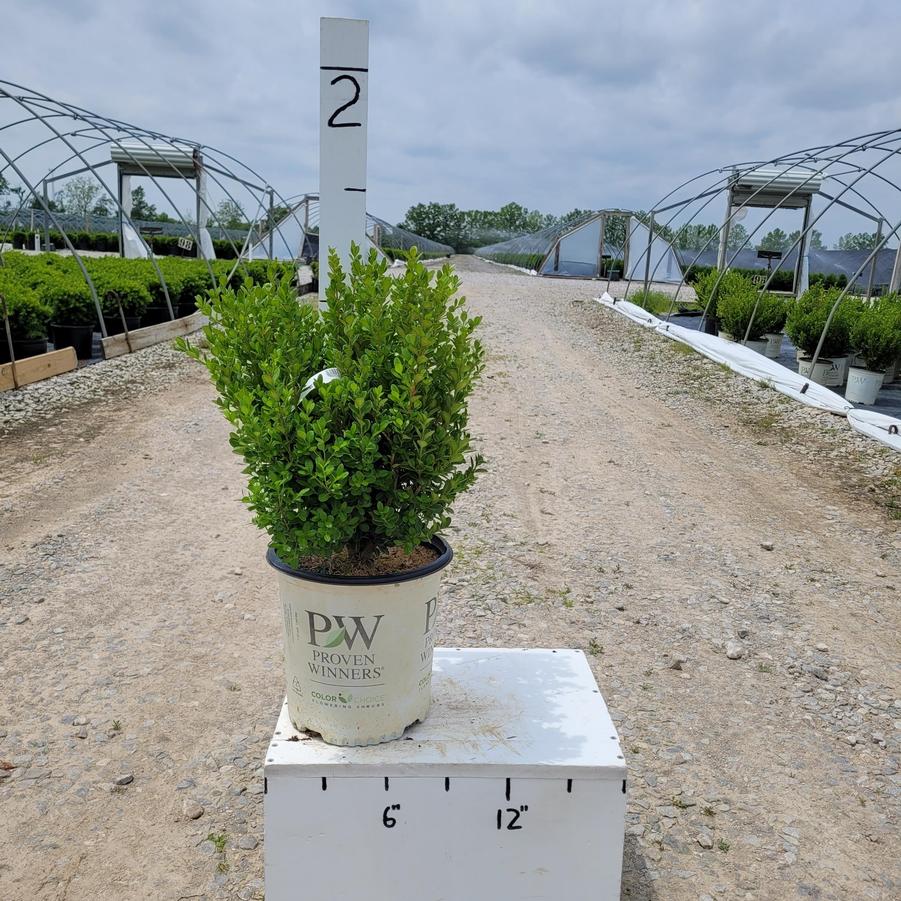 Buxus microphylla Sprinter®