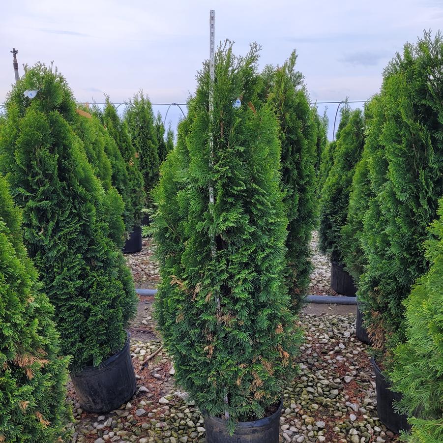 Thuja occidentalis 'Emerald Green'