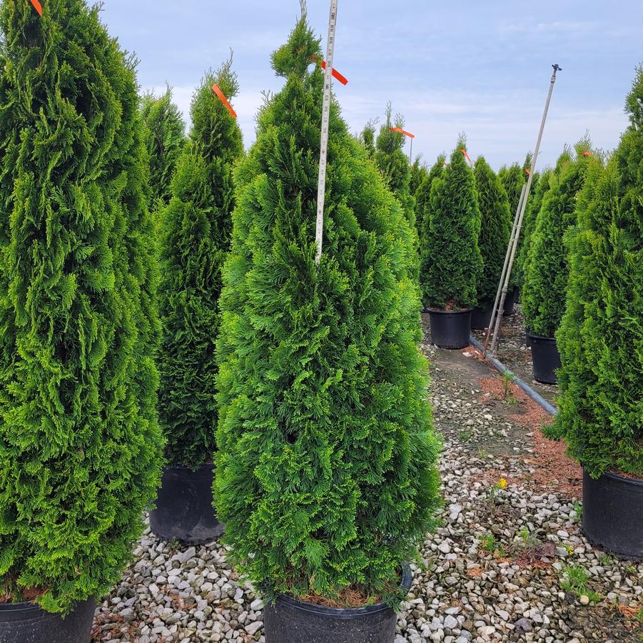 Thuja occidentalis 'Emerald Green'